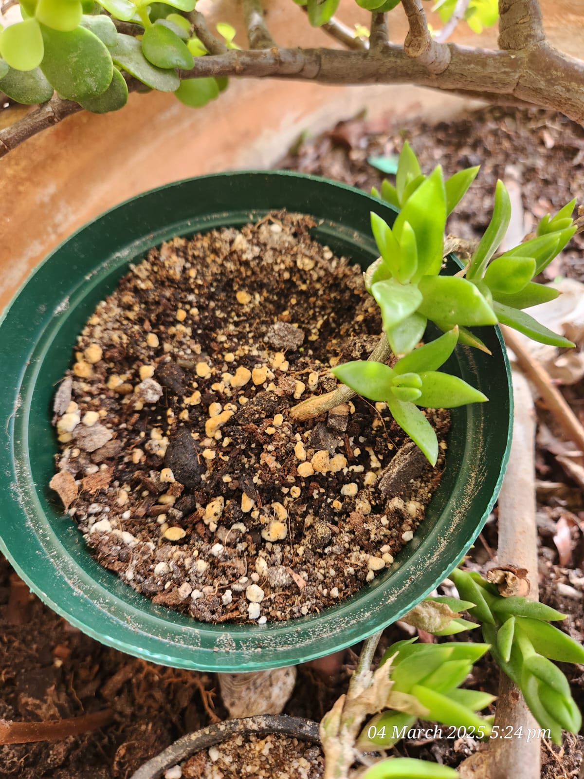 Sceletium plant 1