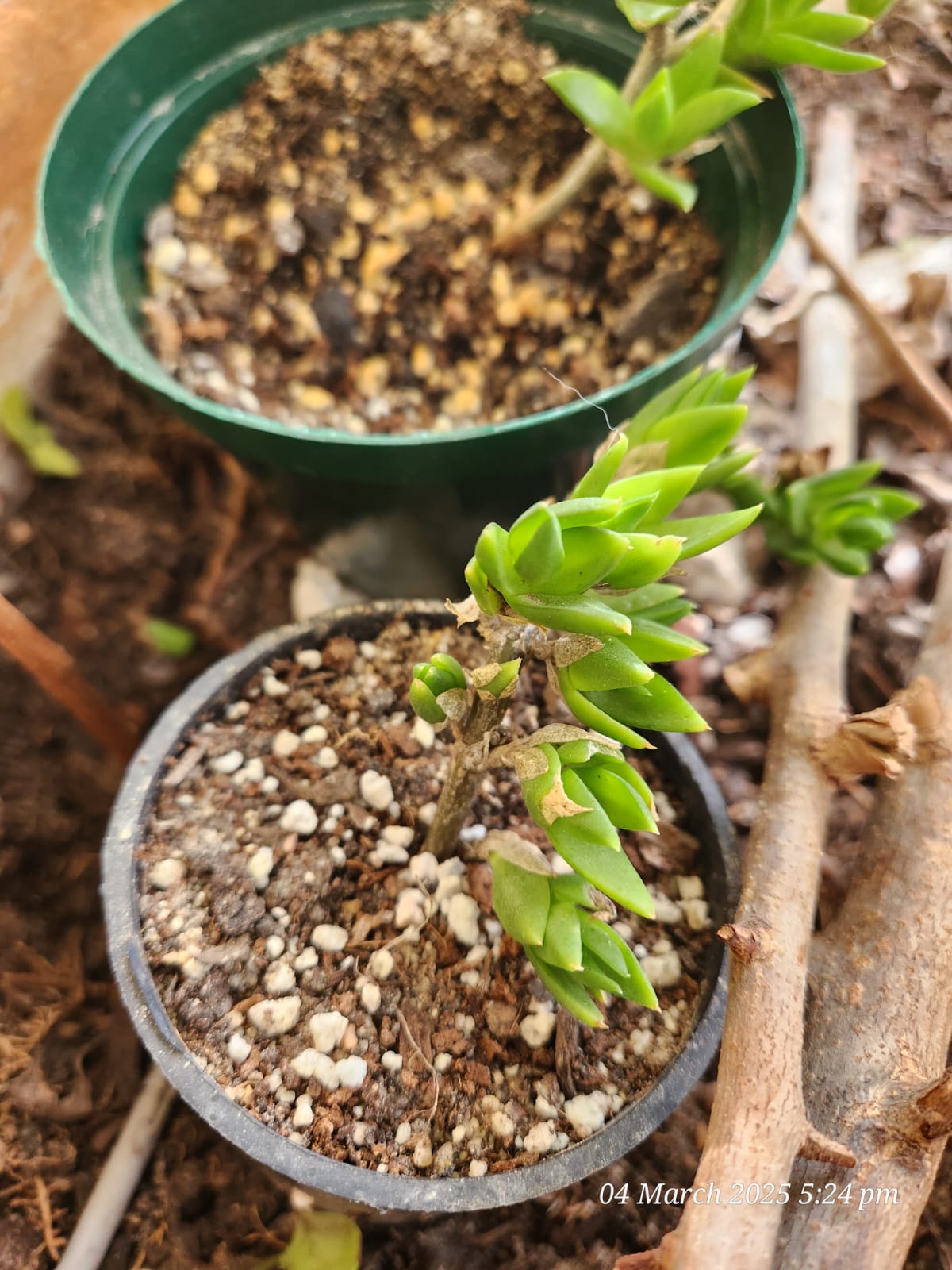 Sceletium plant 1