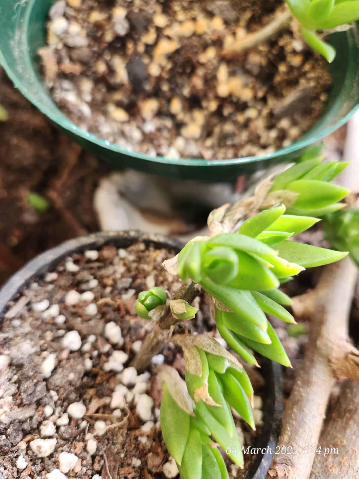 Sceletium plant 1