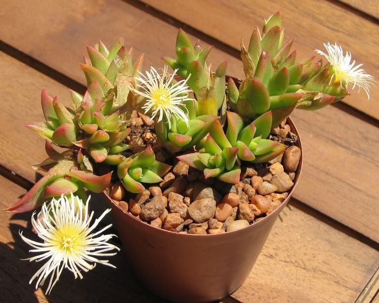 Sceletium plant 1